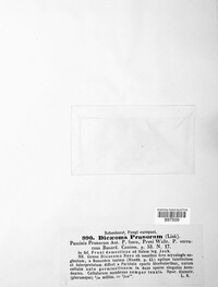 Tranzschelia pruni-spinosae image